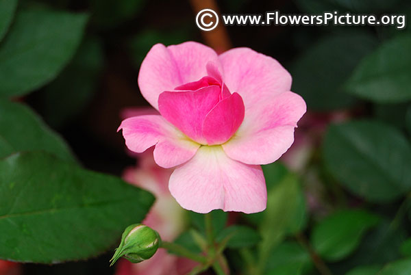 Pink miniature rose