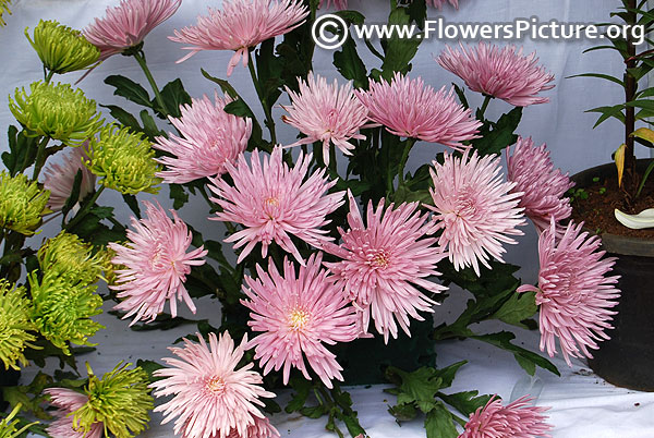 Pink spider chrysanthemum