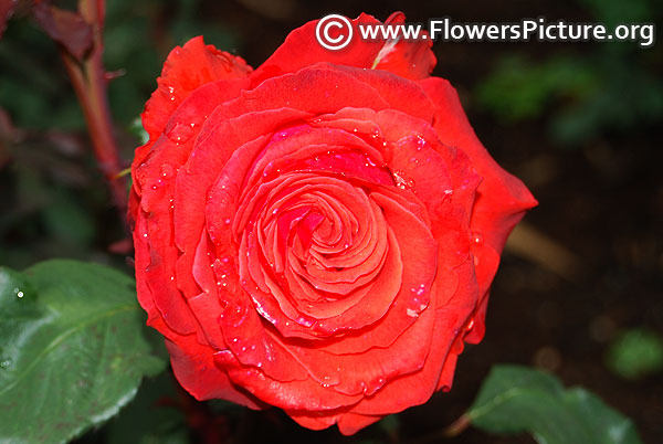 Polonaise rose