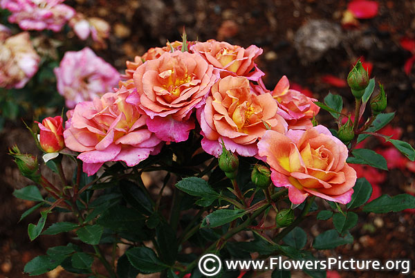 Polynesian punch rose