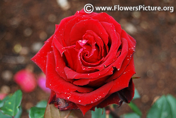 Pride of england hybrid tea rose