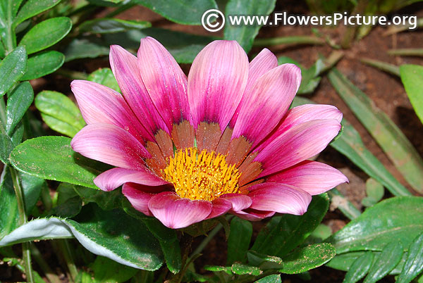 Purple gazania flower