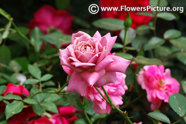 Purple miniature rose