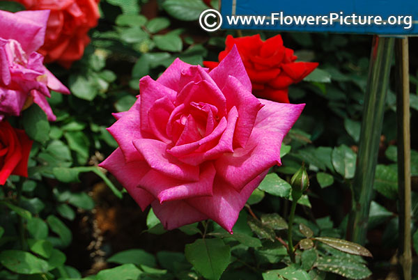 Purple patio rose