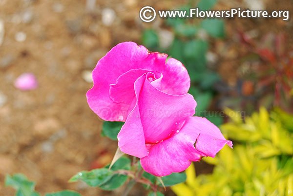 Purple rose bud