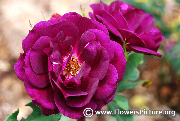 Purple rose