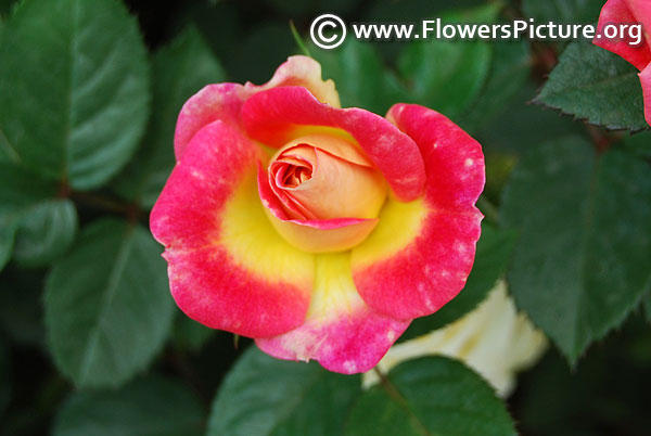 Rainbow sunblaze miniature rose