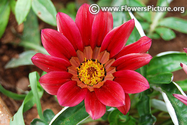 Raspberry red gazania