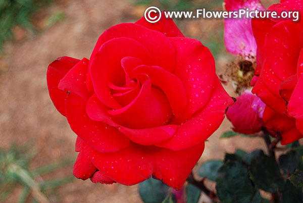 Raspberry red rose ooty