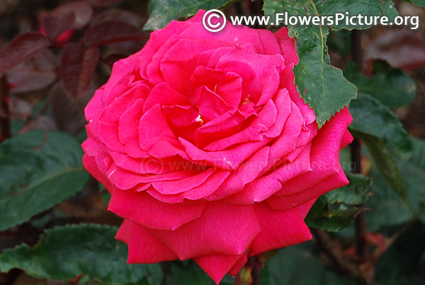 Ravel rose ooty