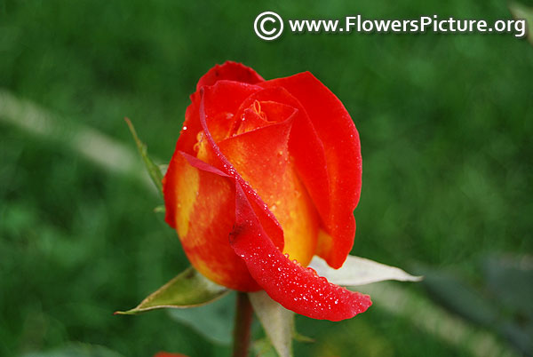 Red and yellow rose bud