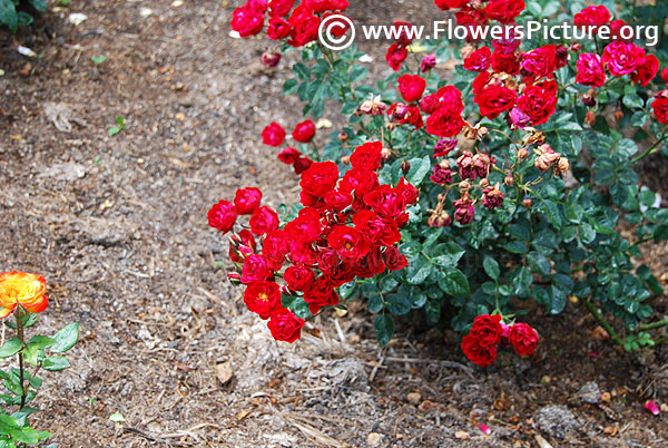 Red cascade rose