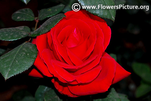 Red horizon rose ooty