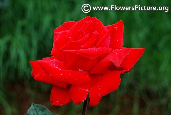 red rose ooty botanical garden