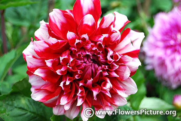 Red & white dahlia