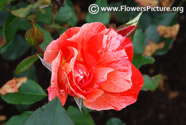 Red white striped rose bud