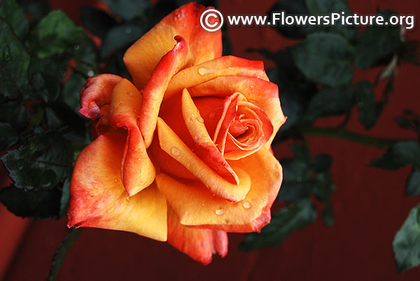 Remember me hybrid tea rose