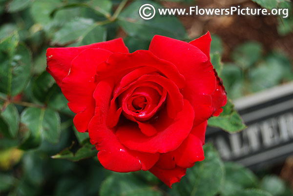 Roxanne pallett hybrid tea rose