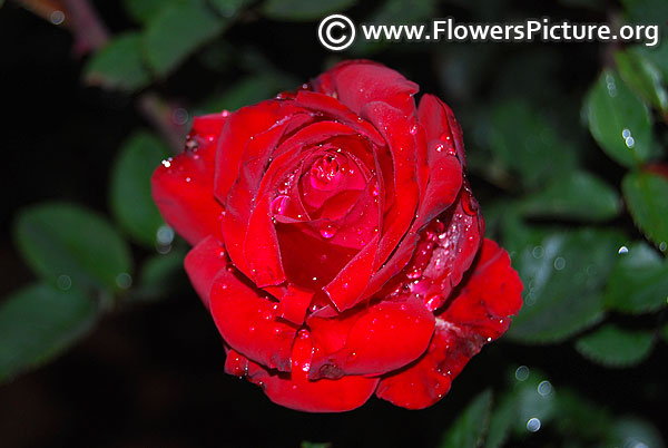 Royal william hybrid tea rose