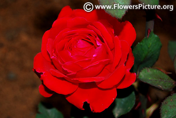 Ruby anniversary rose