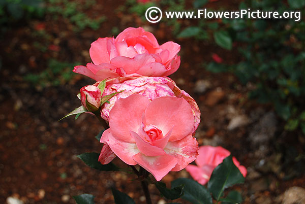 Salmon miniature rose