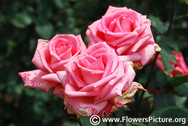 Sandra hybrid tea rose