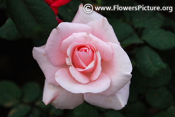 Savoy hotel hybrid tea rose