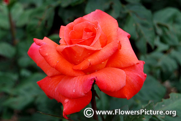 Sedona hybrid tea rose