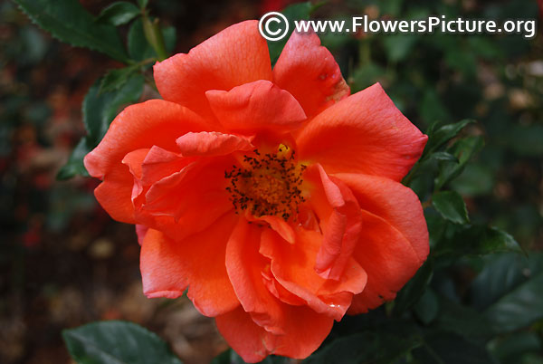 Shropshire star rose