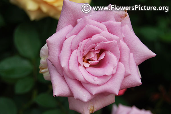 Silver shadow hybrid tea rose