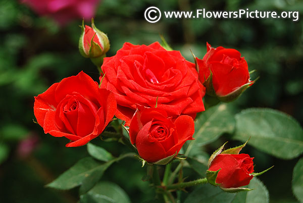 Sorcerer miniature red rose