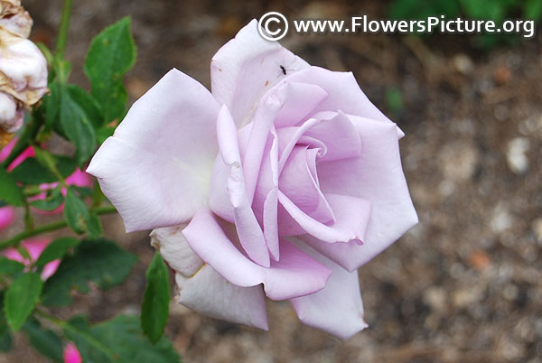 Stainless steel hybrid tea rose