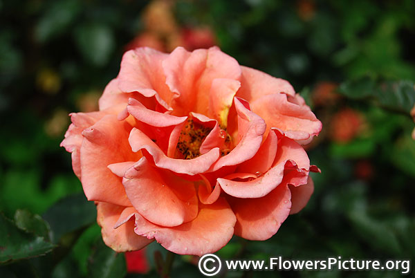 Sunset celebration hybrid tea rose