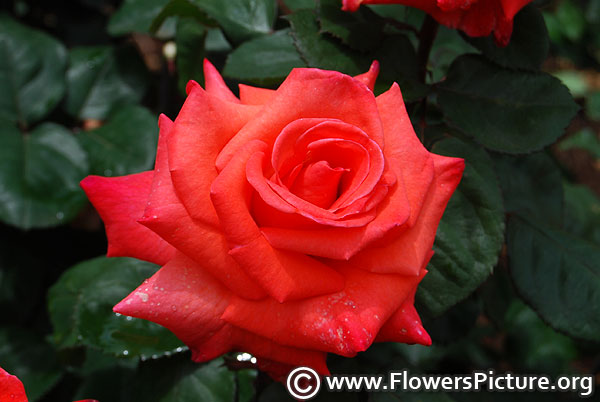 Super star hybrid tea rose