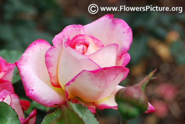 White and pink rose bud