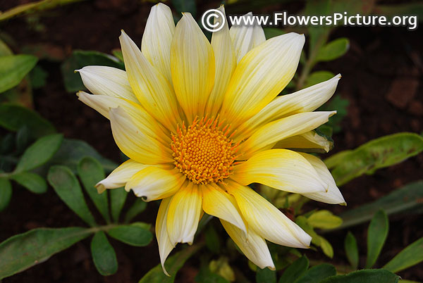 White and yellow gazania rigens