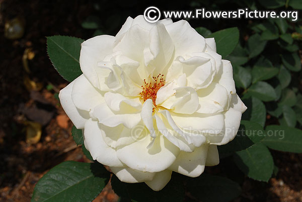 White dawn rose ooty