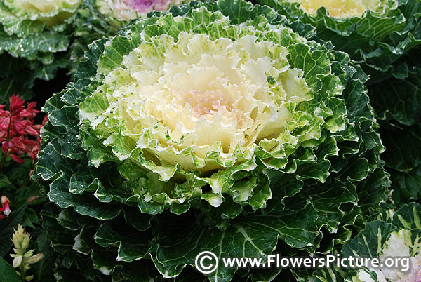 White kale