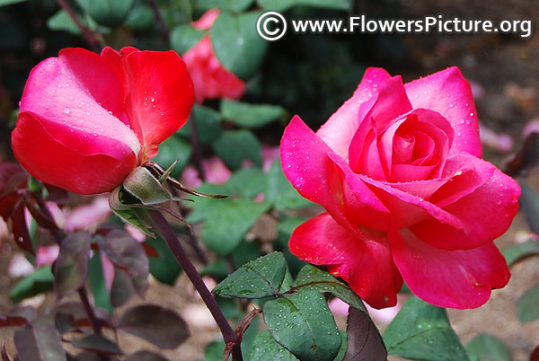 White magenta bicolor rose