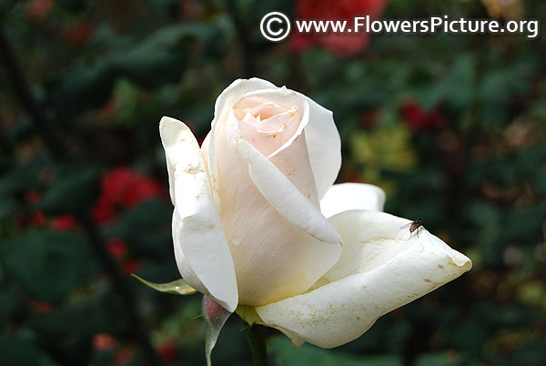 White rose bud