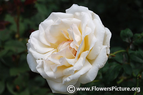 White Roses-Varieties With Name