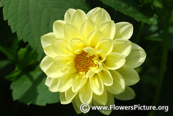 yellow dahlia