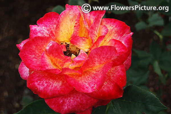 yellow and magenta rose ooty