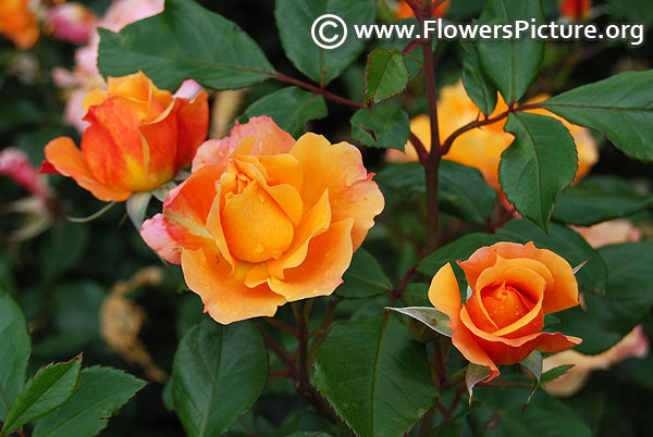 Yellow polyantha rose ooty