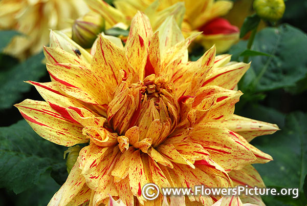 Yellow red striped maniac dahlia