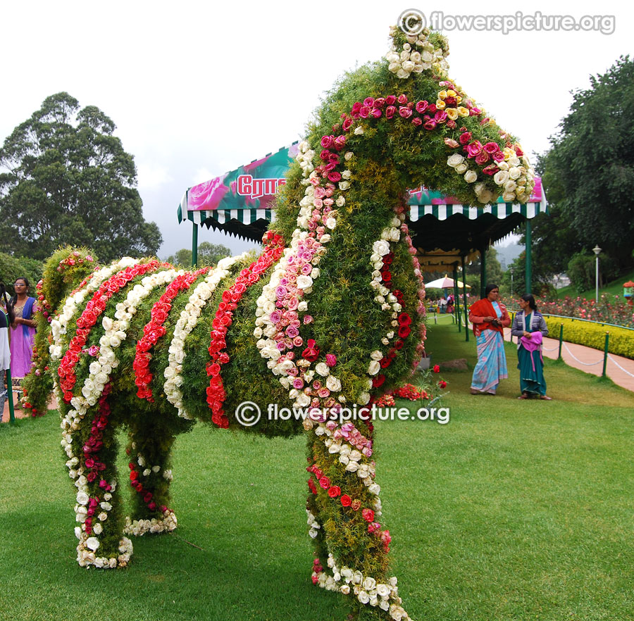 Floral zebra ooty rose garden flower show