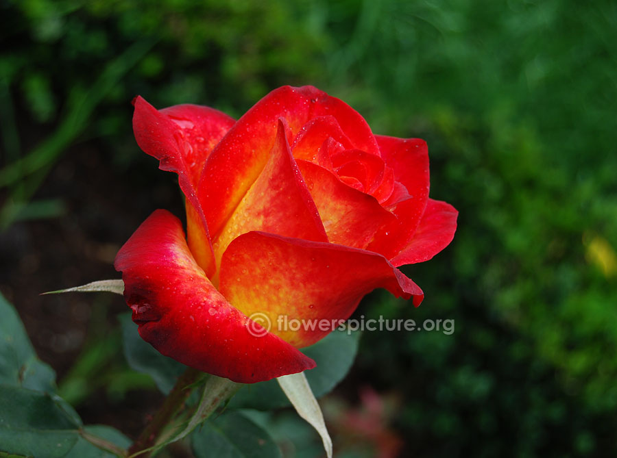 perfect moment rose ooty rose garden