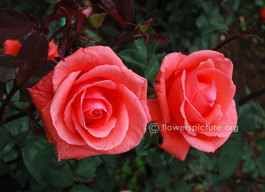 Pink hybrid tea rose ooty