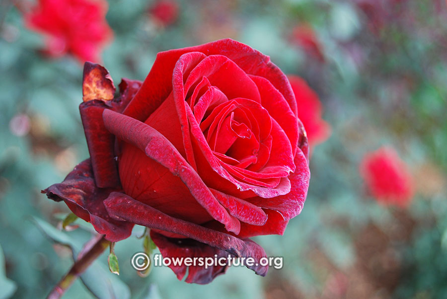 Red and black bicolour rose ooty