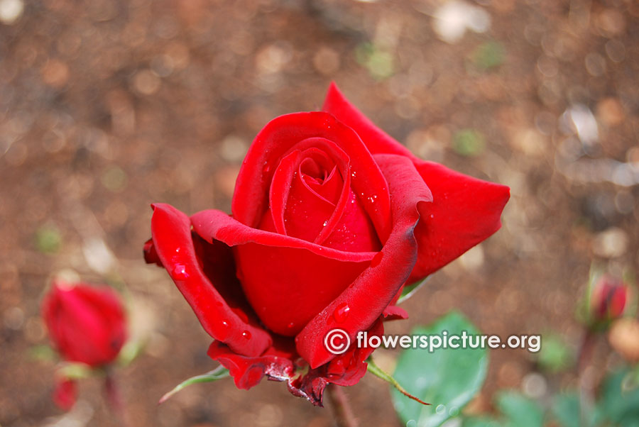 Red rose buds from ooty rose garden